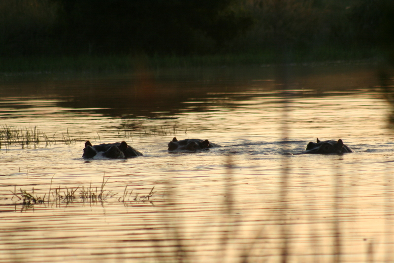 Hippos at sunrise